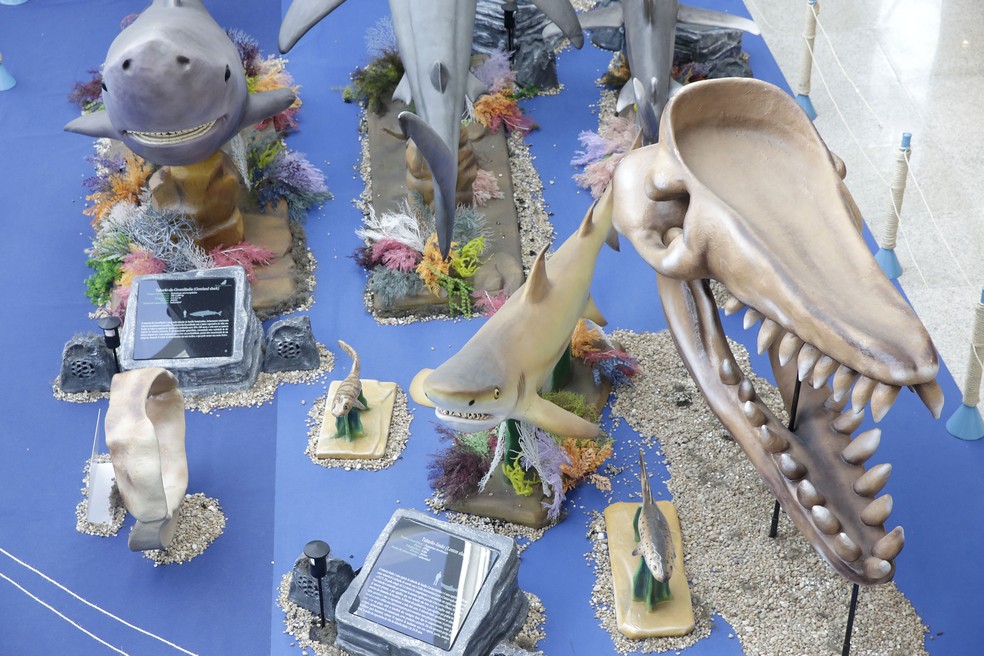 Exposição Sharks — Foto: Divulgação