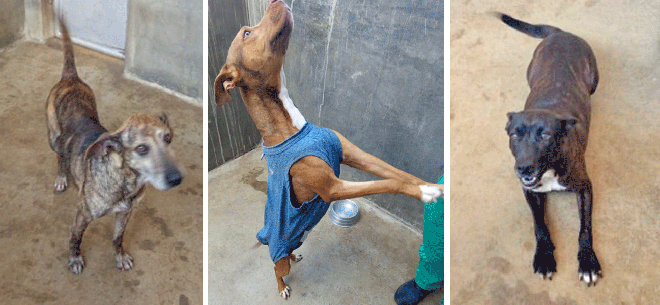 Cães que viviam na casa de 'serial killer' são resgatados e vão para adoção; veja quem são
