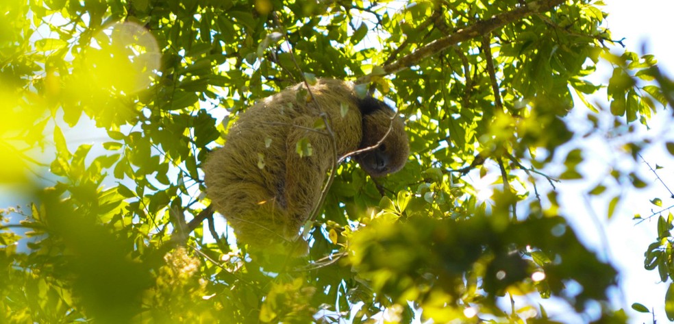 Pesquisadores analisaram como as preguiças perderam habitat nos últimos 30 anos — Foto: Paloma Santos