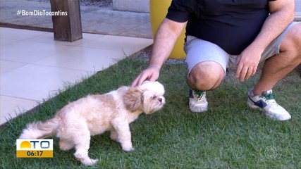 Saiba quais são os cuidados com cães durante períodos de calor intenso