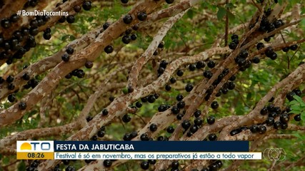 Produtores de Taquaruçu começam os preparativos para o Festival da Jabuticaba