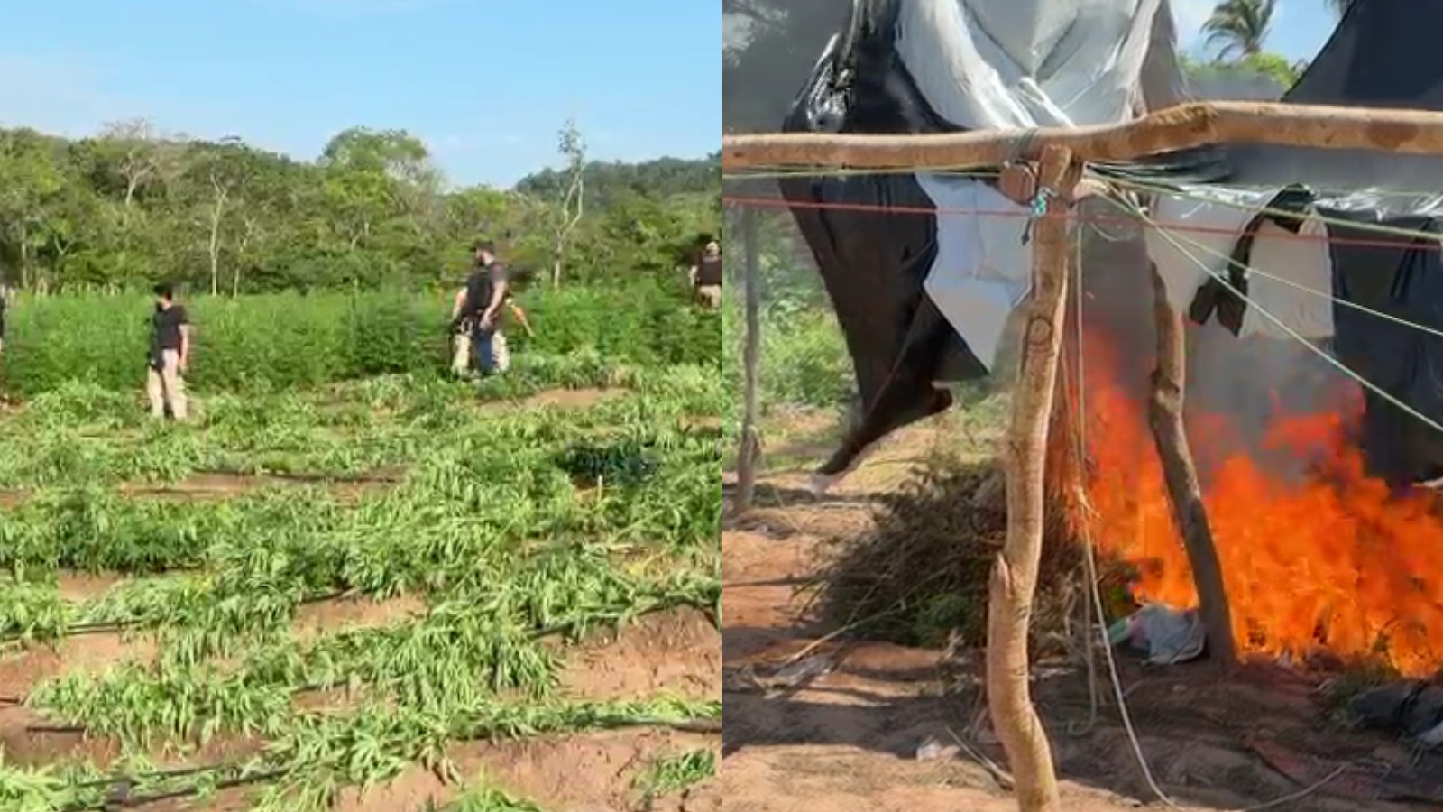 Plantação com 50 mil pés de maconha é localizada durante operação do PI, MA e PE; 1 tonelada pronta para venda