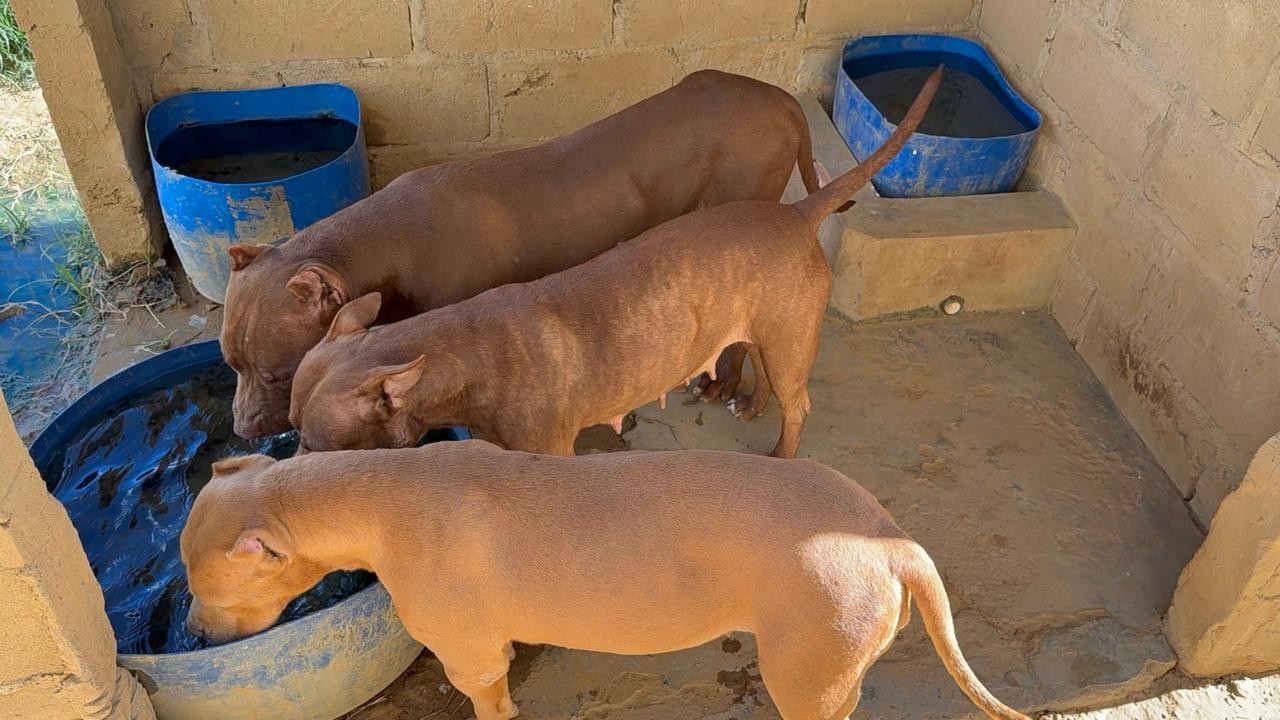 Pitbulls que atacaram moradores em Petrolina são transferidos para canil da penitenciária estadual 