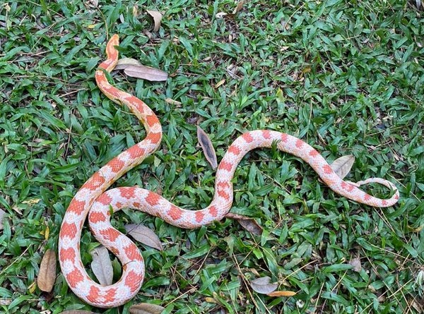 Estudante picado por cobra naja no Distrito Federal deve sair da