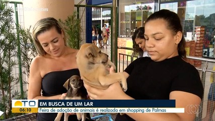 Feira de adoção de animais é realizada em shopping de Palmas
