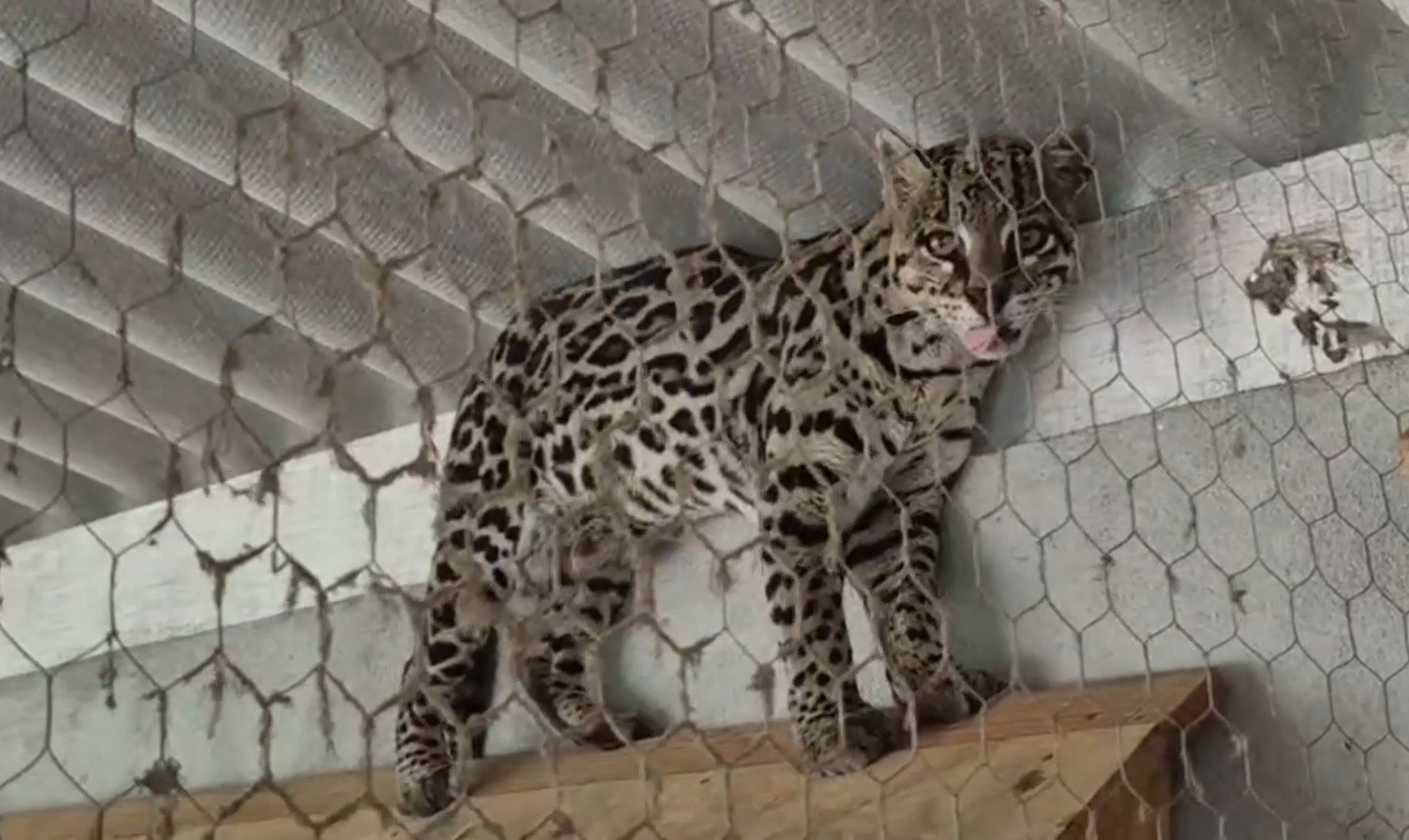 Jaguatirica entra em sítio de São Luiz do Paraitinga e mata mais de 30 galinhas