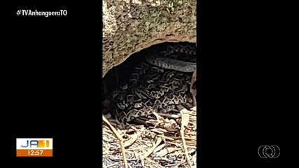 Menino encontra ninho de cobras no interior do Tocantins