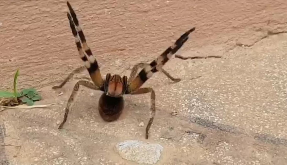 Qual a aranha mais brava do Brasil?