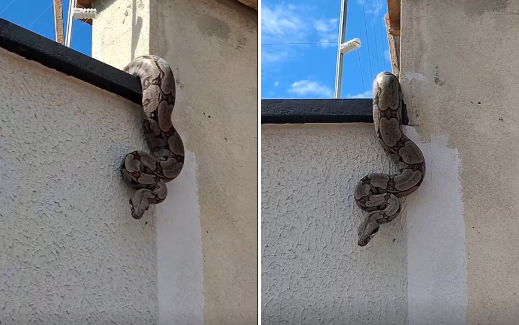 Moradora se assusta ao ver serpente em cima do muro de casa; vídeo