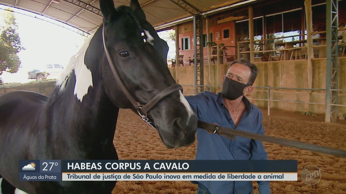 Problema histórico, cavalos soltos tomam conta do Grande Recife