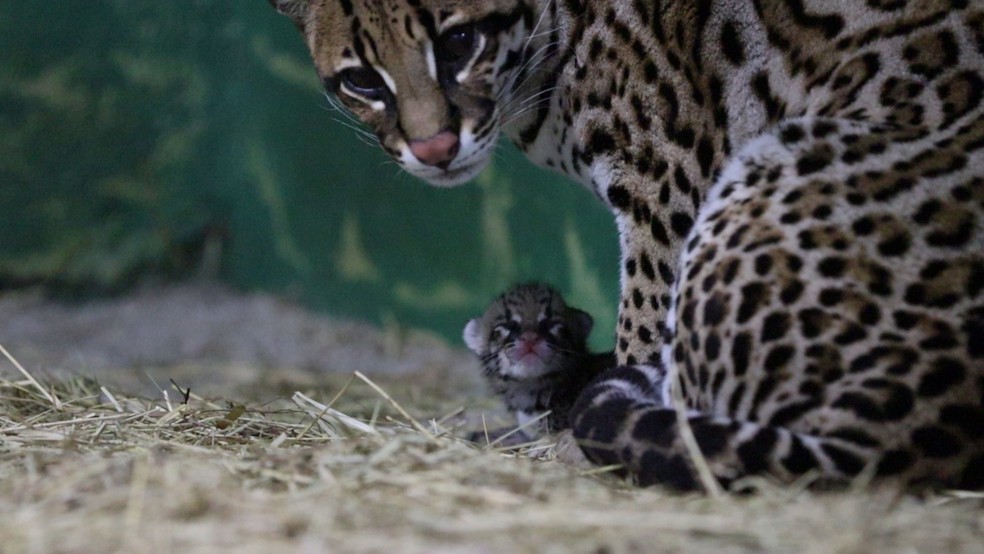 Filhote de jaguatirica nasceu na madrugada desta sexta-feira (26), em Taubaté, no interior de SP — Foto: Divulgação/Projeto Selva Viva