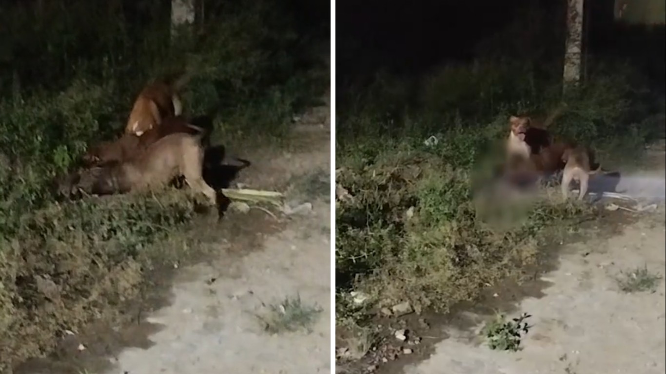 Pitbulls atacam criança e matam cachorro em Santa Cruz do Capibaribe; VÍDEO