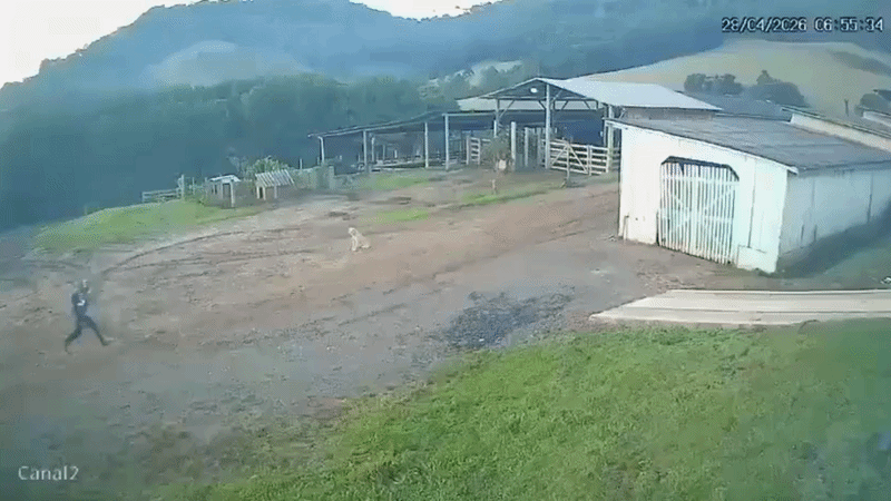 VÍDEO: Homem escapa de ataque de javali em fazenda de SC: 'Veio vindo para cima de mim' 
