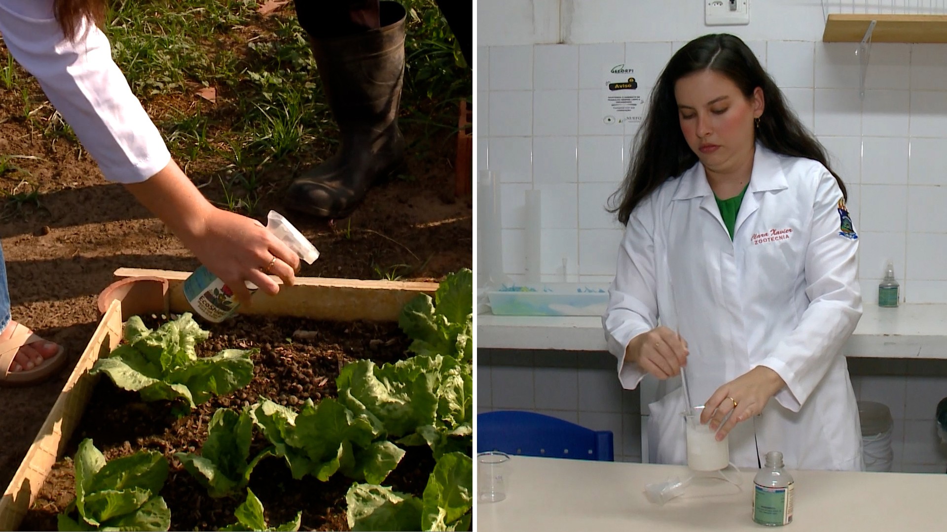 Protetor solar para plantas é desenvolvido por estudantes da UFPI; conheça