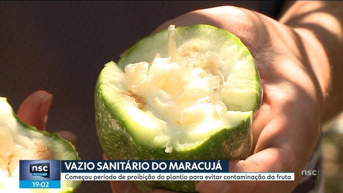 Plantação de maracujá é proibida e pomares da fruta são eliminados em SC; entenda 'vazio sanitário'