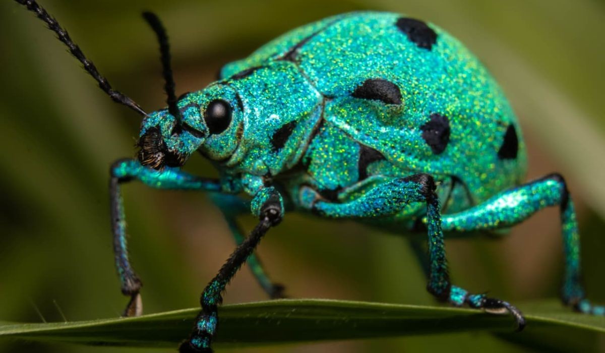 Besouro-joia: conheça o inseto de brilho metálico flagrado em MG; VÍDEO