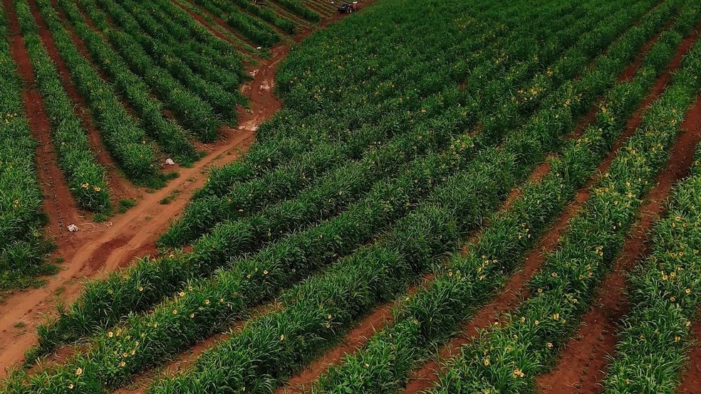 Plantio do café em meio a mix de plantas nas Fazendas Caxambu e Aracaçu - Crédito: Gustavo Coetti
