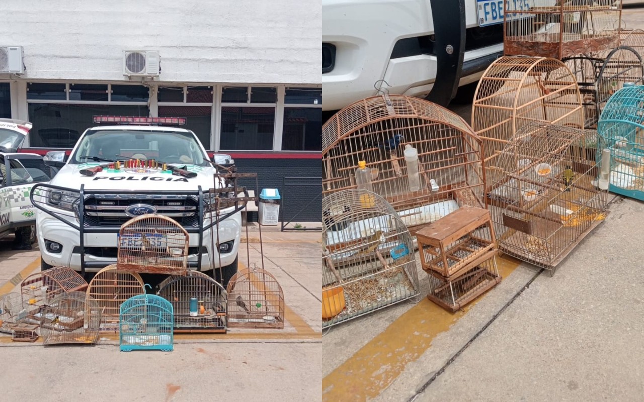 Homem é multado após Polícia Ambiental encontrar aves silvestres em cativeiro em Nova Campina
