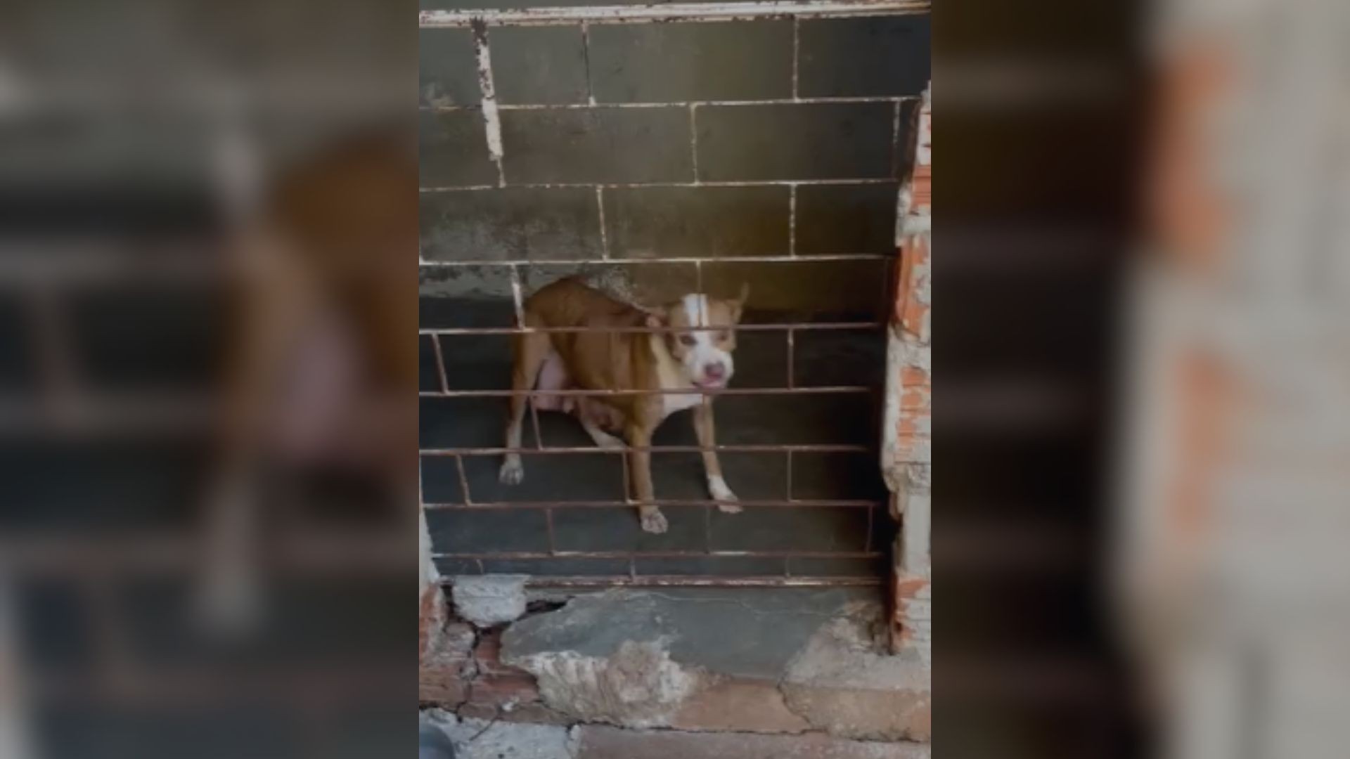 Polícia descobre canil clandestino com pitbulls em situação de maus-tratos no interior de SP