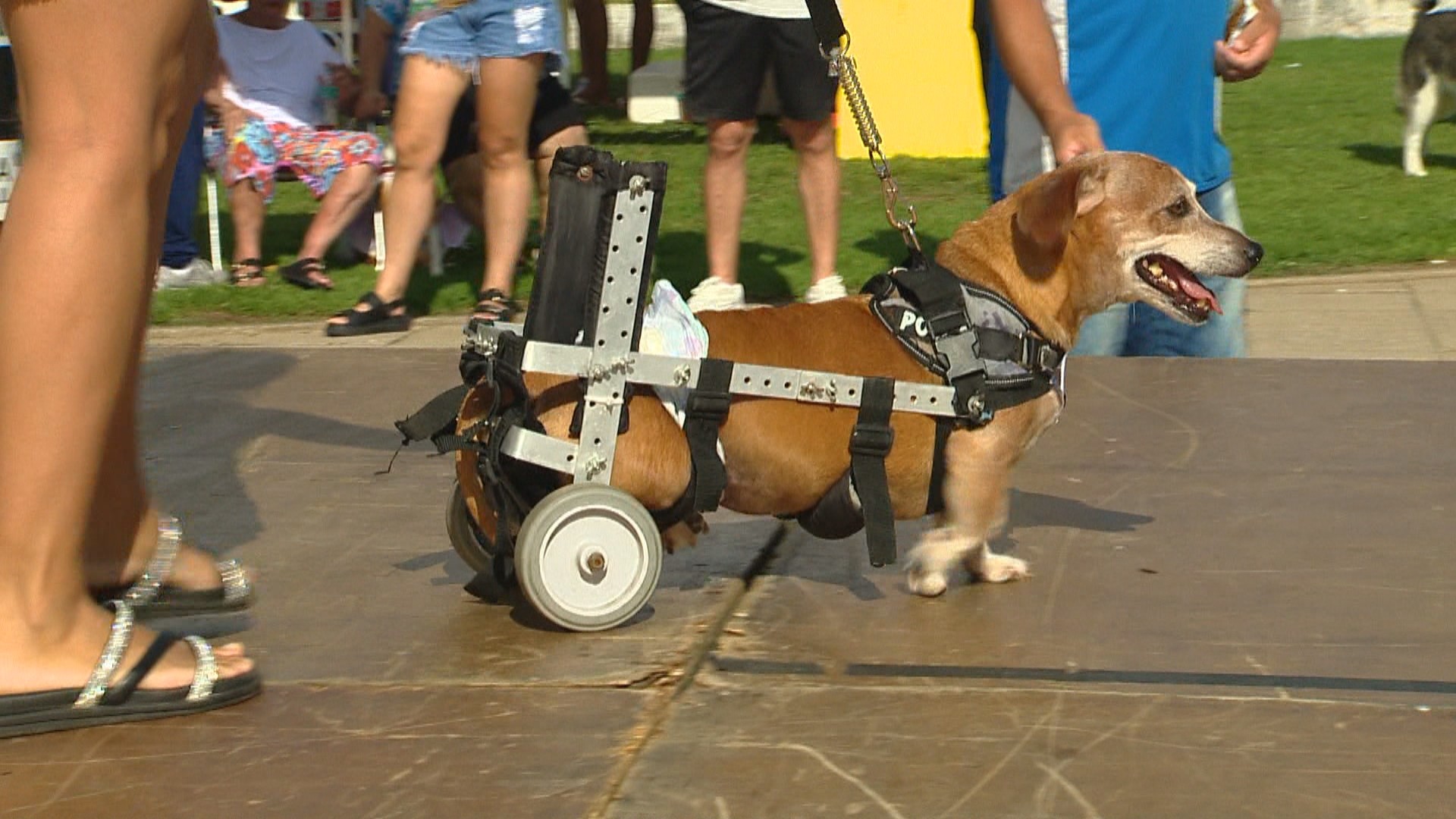 Desfile de Caramelos reúne mais de 50 vira-latas para incentivar adoção em cidade da Serra Gaúcha; VÍDEO