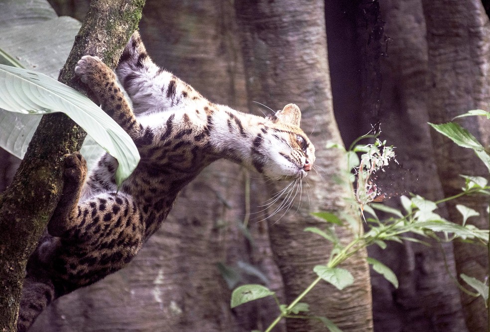 Gato-nebuloso é espécie ameaçada de extinção em razão da perda de habitat — Foto: Yilder Esteban González Montenegro