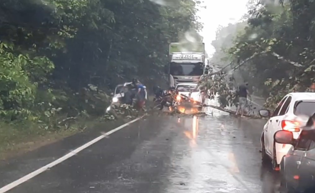 Queda de árvores são registradas na BR-174 após chuva intensa no AM