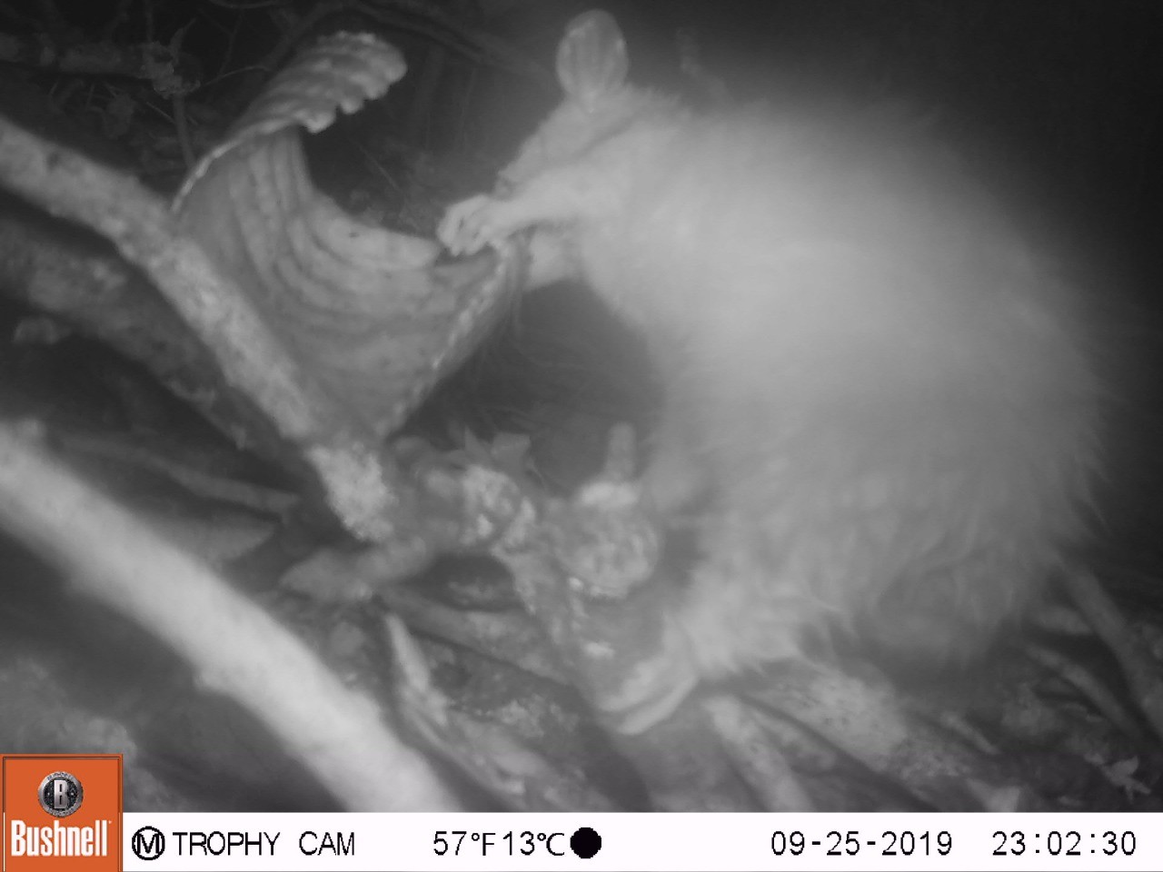 Você Não Tá Convidada pro Meu Bat Mitzvá!