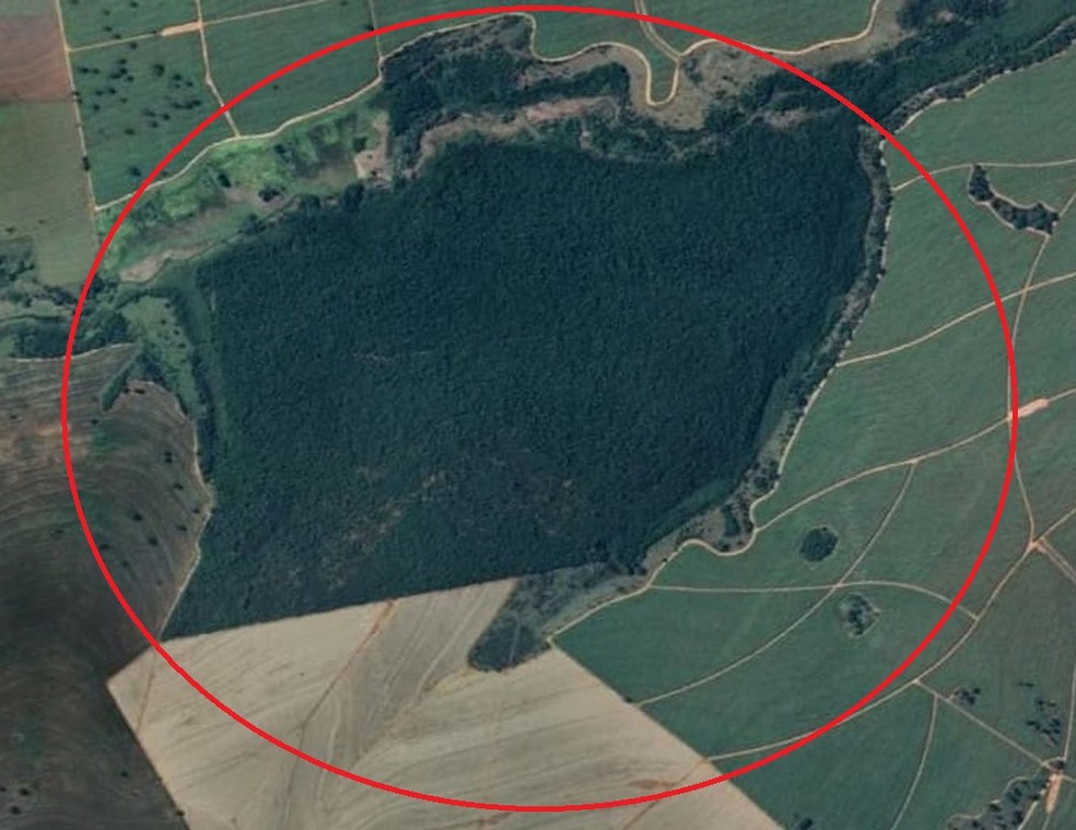 Idosa se perdeu em mata, em uma propriedade rural, em Taciba (SP) — Foto: Reprodução/Google