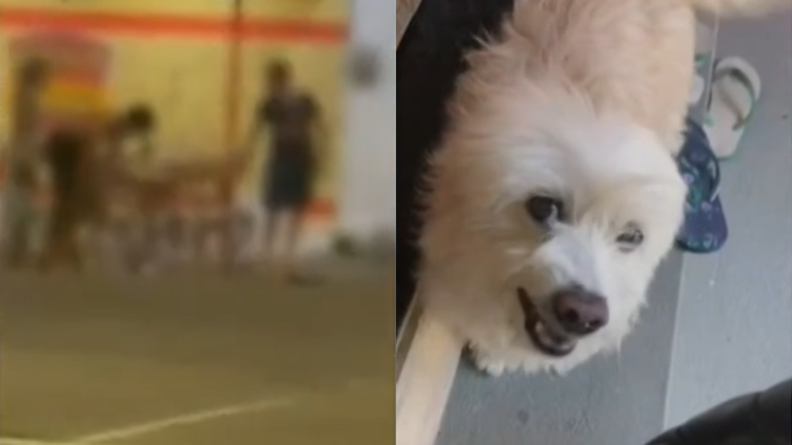 Cão da raça pitbull invade casa e mata outro cachorro em Caucaia