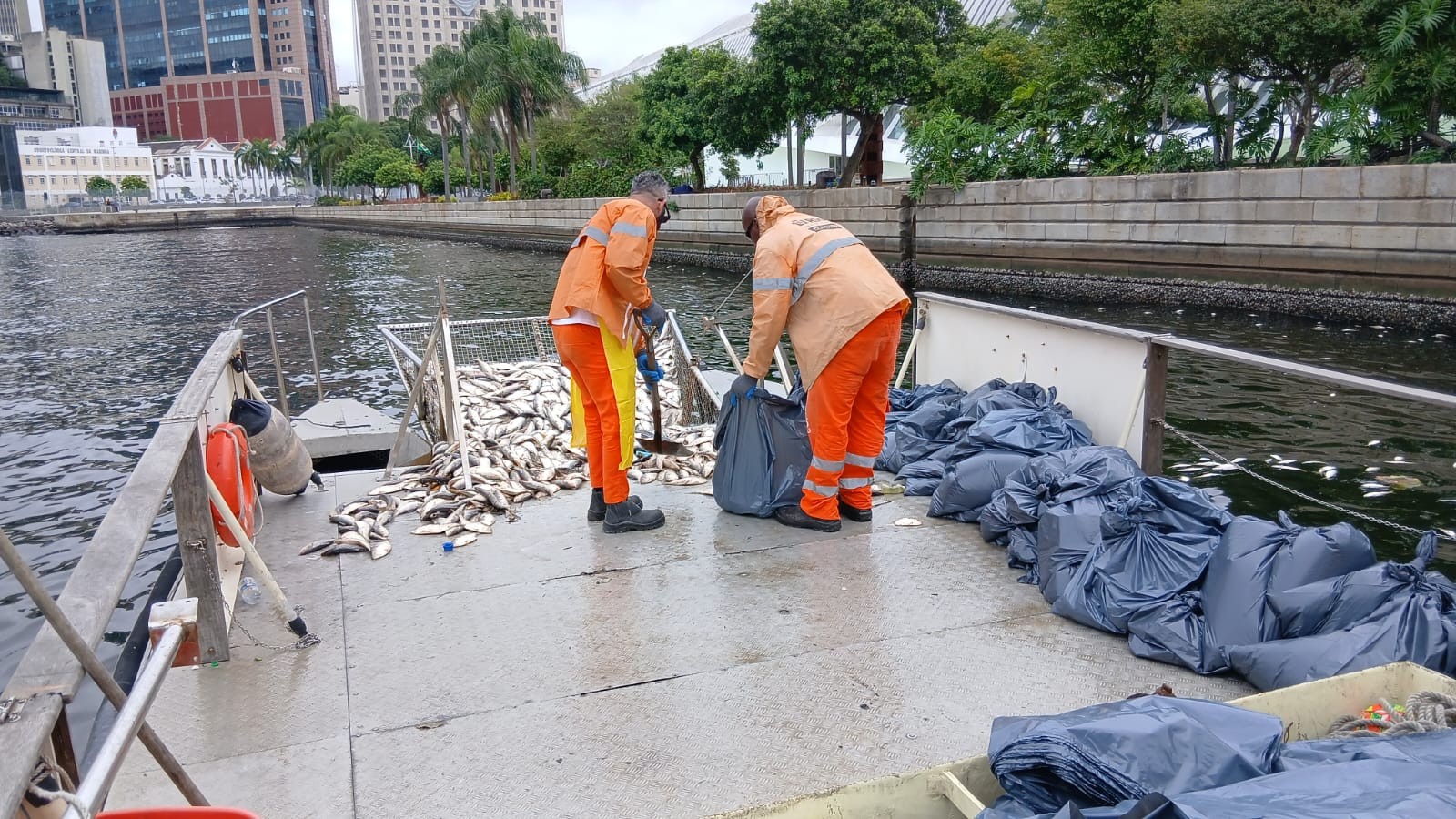 Grande quantidade de peixes mortos aparece na Baía de Guanabara, perto da Praça Mauá