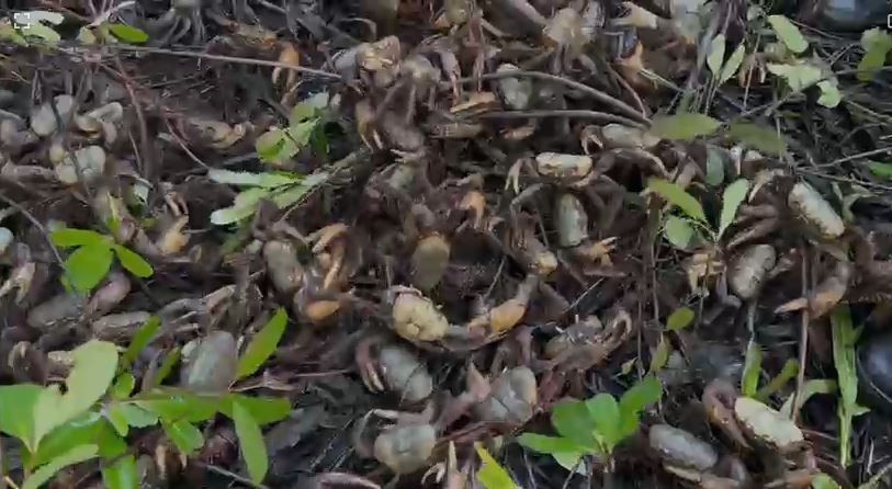 Operação apreende meia tonelada de caranguejo-uçá no Pará e prende foragido da Justiça 