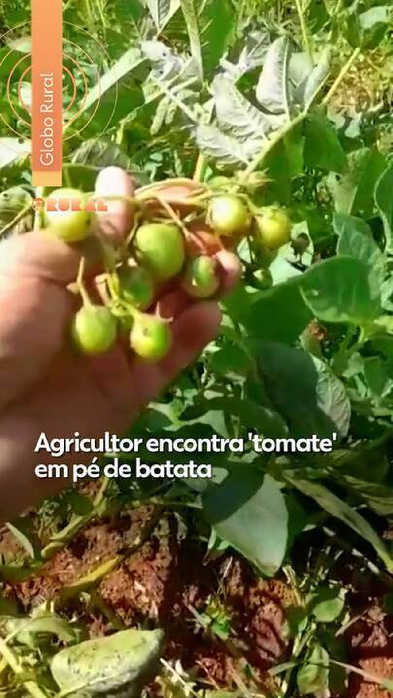 Agricultor encontra 'tomate' em pé de batata; entenda o que aconteceu | G1