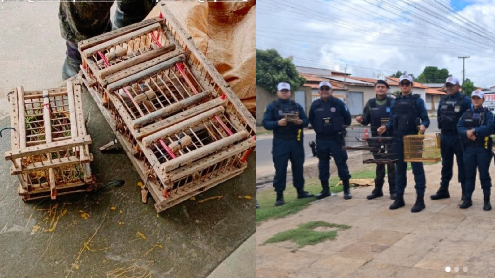 Pássaros silvestres mantidos em gaiolas são resgatados durante blitz no litoral do PI