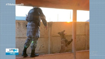 Operação do MP com a PF, PC e PM resulta em 16 mandados de prisão no TO; saiba mais