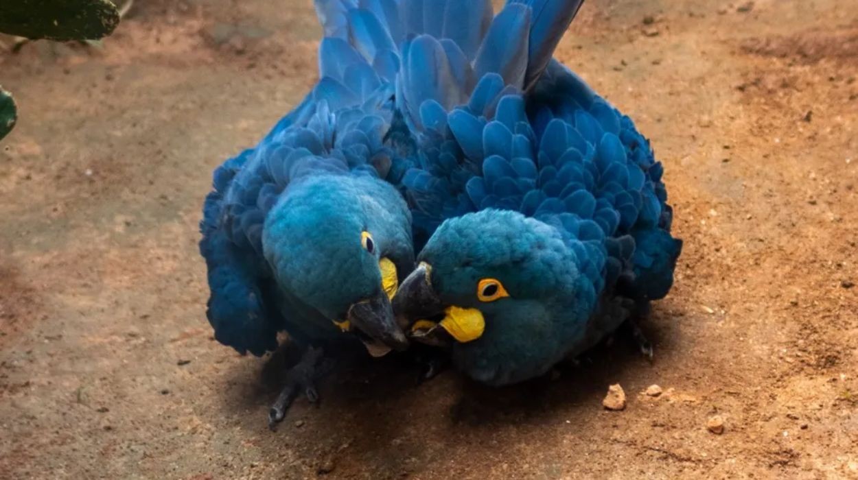 Arara-azul e lobo-guará revelam por que a fidelidade pode ser vital na natureza