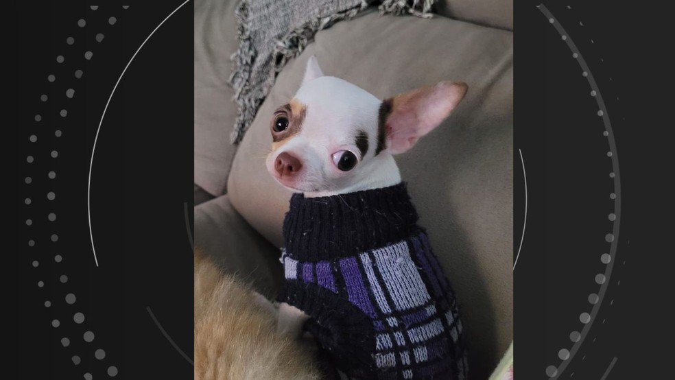 Eva, chihuahua de 3 anos, morreu atropelada após fugir de pet shop em Vitória, Espírito Santo — Foto: Reprodução/Redes sociais