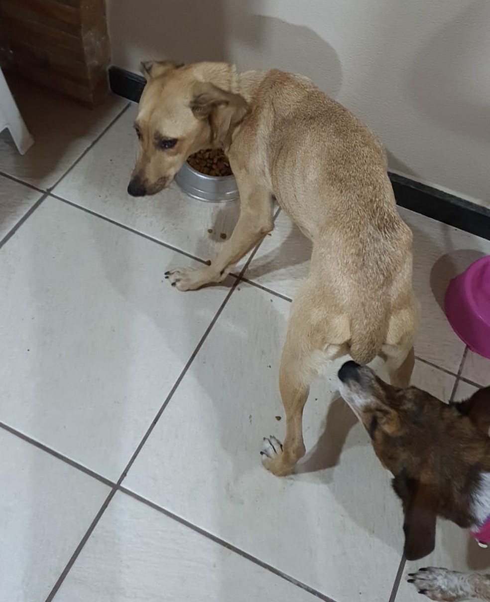 Cão desaparece após ser deixado em hotel para pets em Jundiaí:  'Desesperados', diz tutora, Sorocaba e Jundiaí