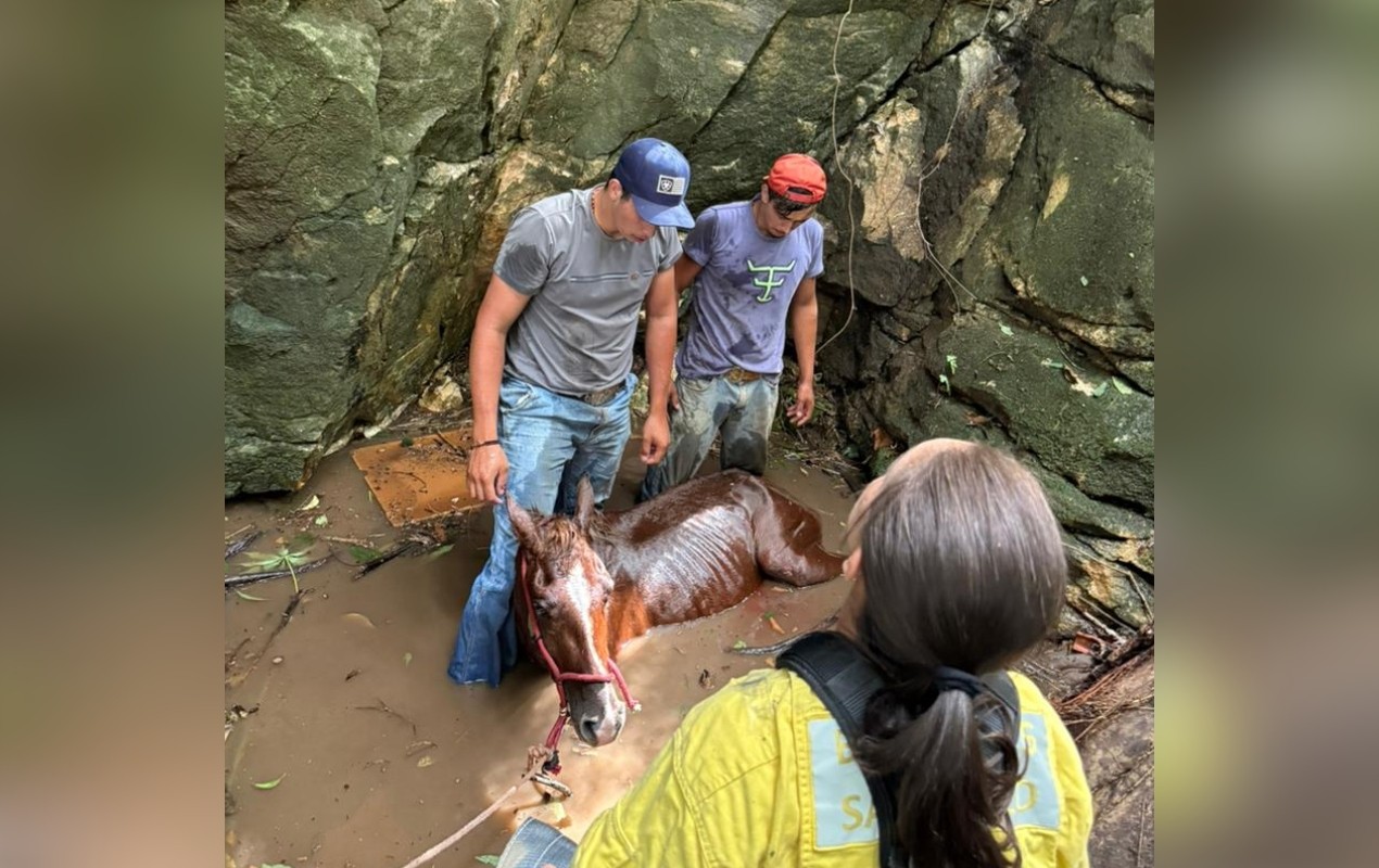 VÍDEO: égua é resgatada após cair de seis metros em grota no interior de SP