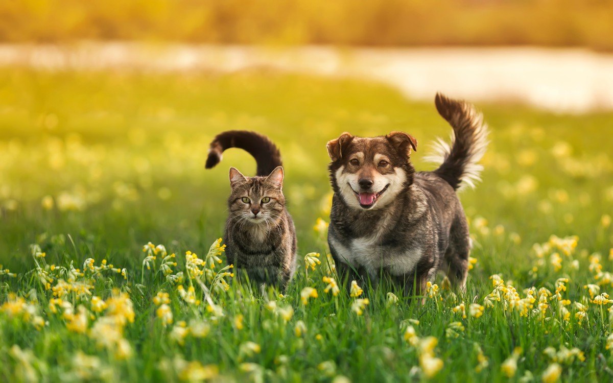 Prevenir é a melhor solução para proteger seu pet Elanco G1