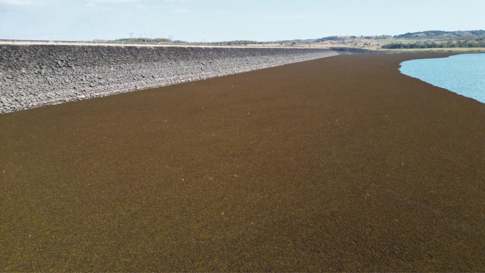 Planta aqu&aacute;tica forma &lsquo;tapete marrom&rsquo; por cerca de 90 km no Rio Araguari e mobiliza for&ccedil;a-tarefa em MG &mdash; Foto: Prefeitura de Nova Ponte/Reprodu&ccedil;&atilde;o