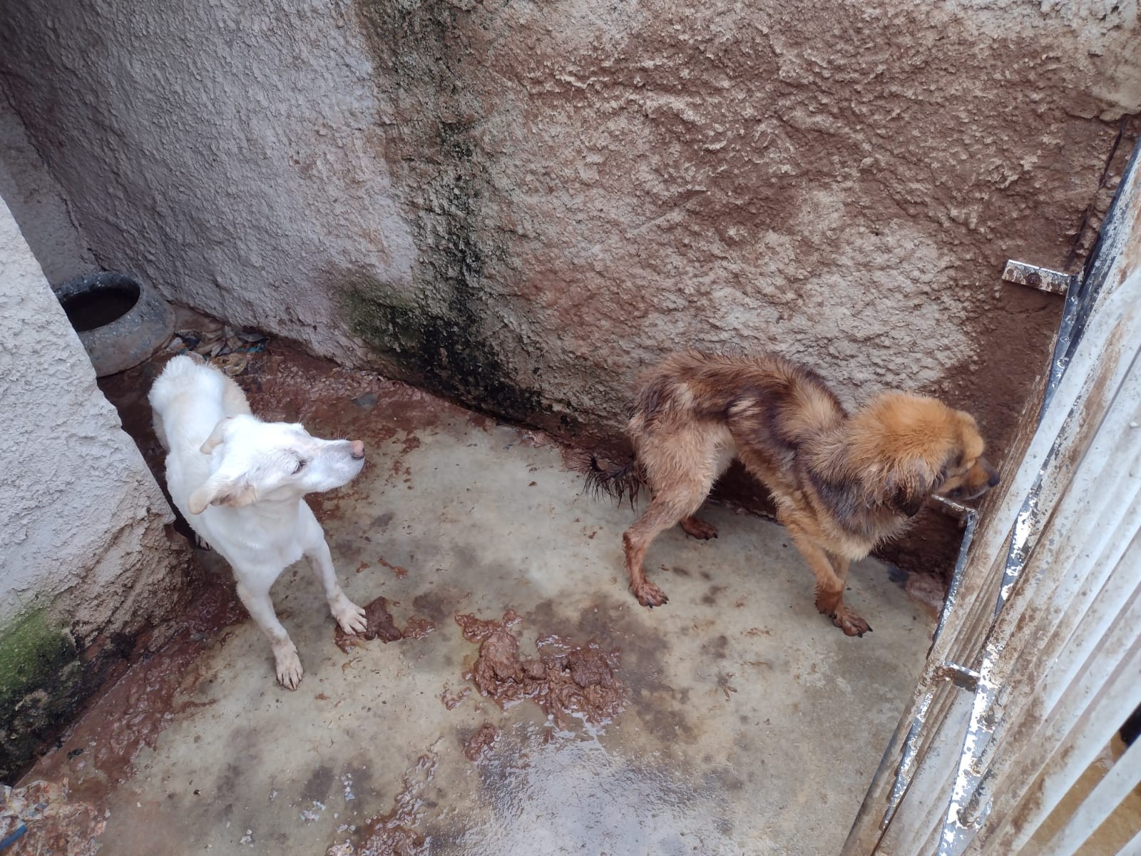 Justiça absolve mulher acusada de manter mais de 200 animais em situação de maus-tratos em Curitiba