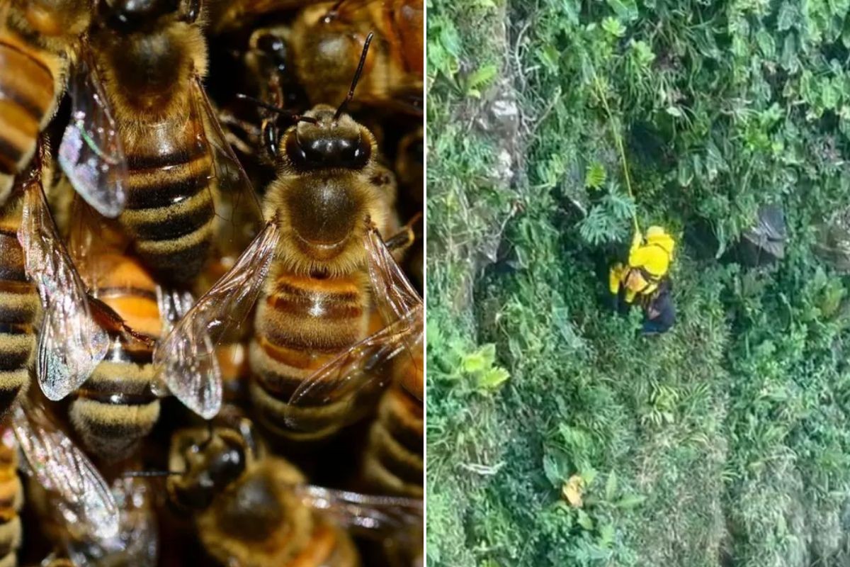 Homem se joga de precipício de quase 90 metros para escapar de ataque de abelhas; VEJA 