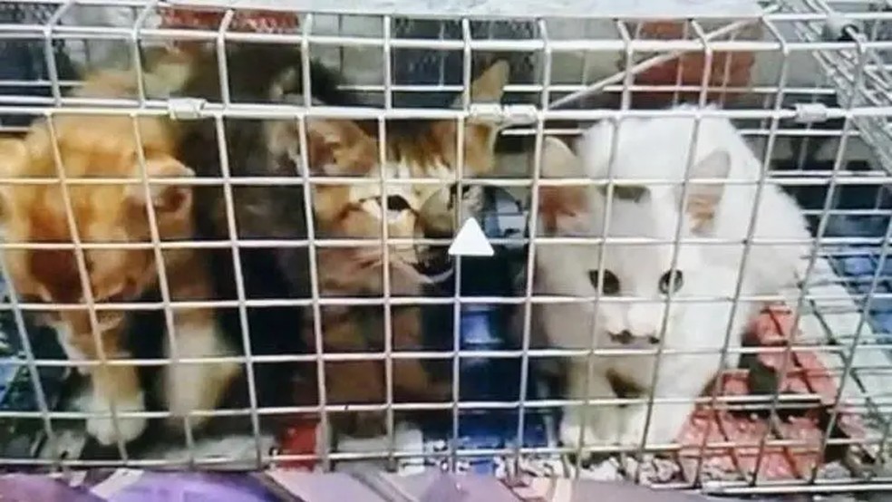 Ativistas da Feline Guardians dizem ter descoberto 24 grupos online ativos neste ano, cada um postando centenas de imagens e vídeos de abuso — Foto: Reprodução BBC