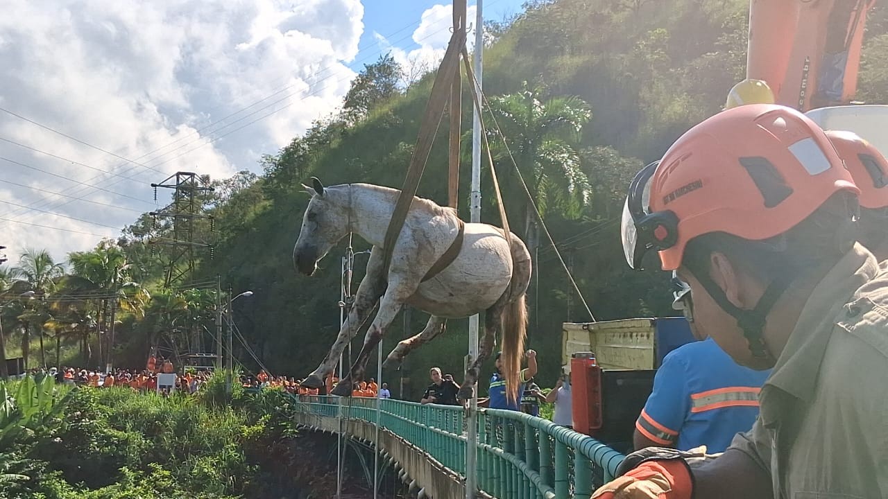 VÍDEO: dois cavalos são resgatados após ficarem presos nos trilhos da linha férrea em Valença