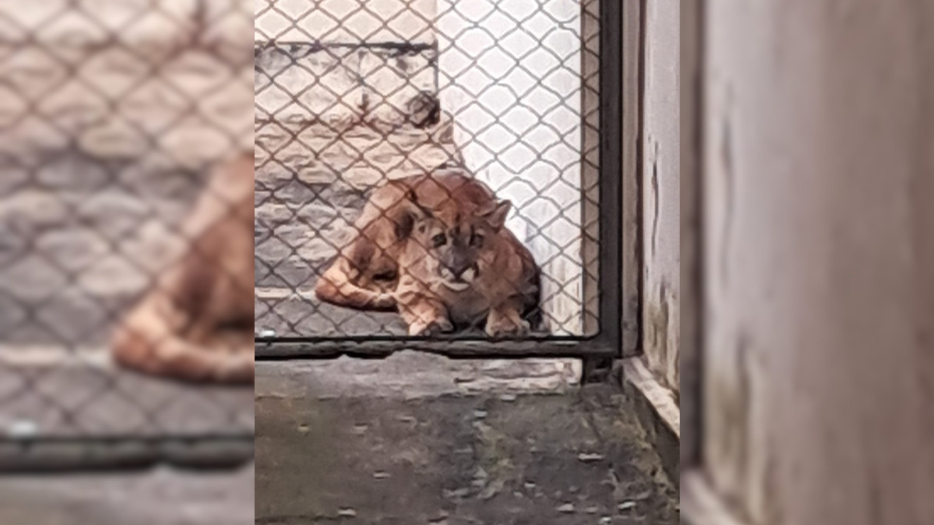 Onça-parda é encontrada dentro de casa e mobiliza resgate no interior de SP
