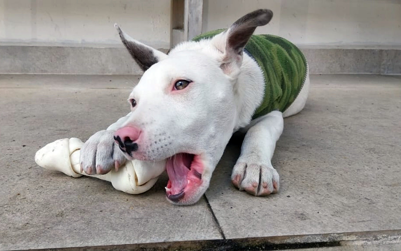Mulher é presa após ser flagrada agredindo um filhote de pitbull em Poços de Caldas, MG