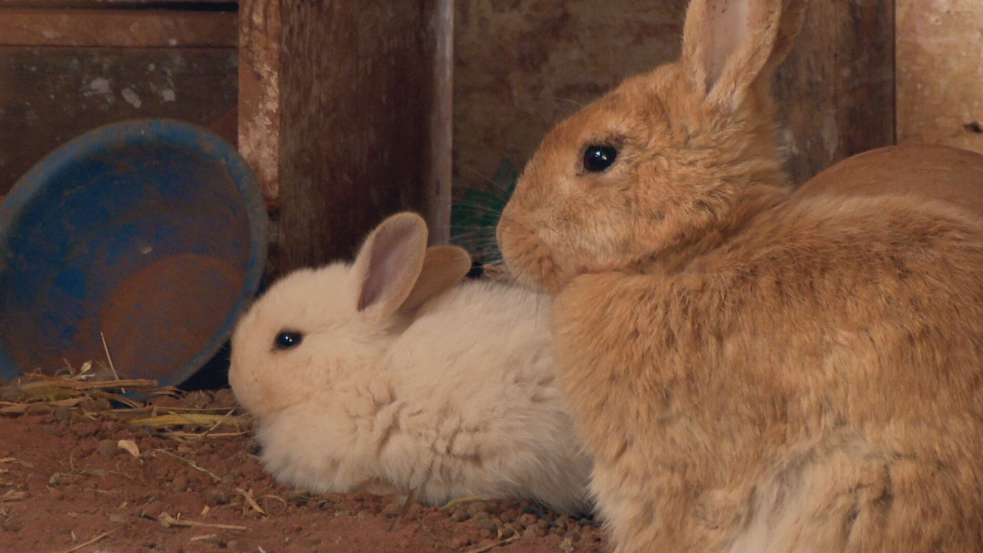 Amigo Pet: Saiba os cuidados necessários ao ter coelhos como animais de estimação