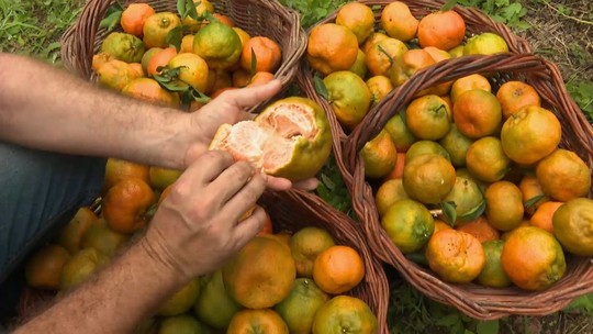 Polo produtor de tangerina do ES prevê safra 30% maior em 2025 - Conceição do Castelo é o segundo maior produtor da fruta no Espírito Santo. Produção aquece a economia, atrai turistas e impulsiona o agroturismo.