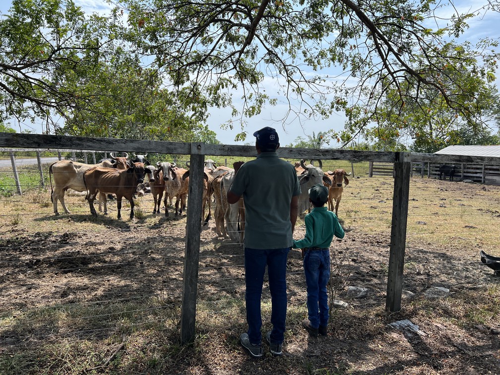 Vacas da fazenda Bacabal são de uma linhagem tradicional da família Sousa e Silva — Foto: Caíque Rodrigues/g1 RR