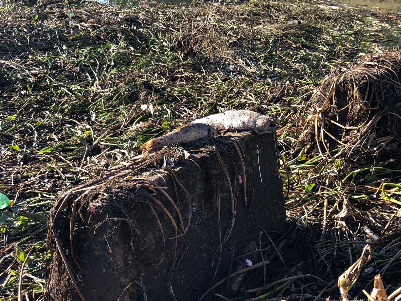 Dezenas de peixes mortos são encontrados em área de represa da Sabesp, no Rio Santo Anastácio, em Presidente Prudente; ‘Não dava para mensurar’, observa polícia